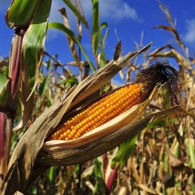 Grain corn