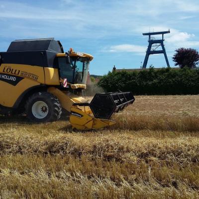 The barley harvest
