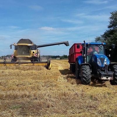 The barley harvest
